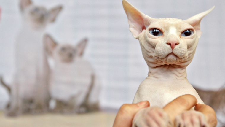 Akár földönkívüli is lehet a csupasz szfinx macska?