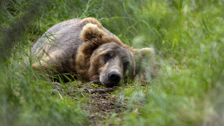 Durván elszaporodtak a barna medvék Magyarországon