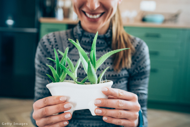 Itt még picike az Aloe vera, de 10-20 év alatt jó nagyra meg tud nőni