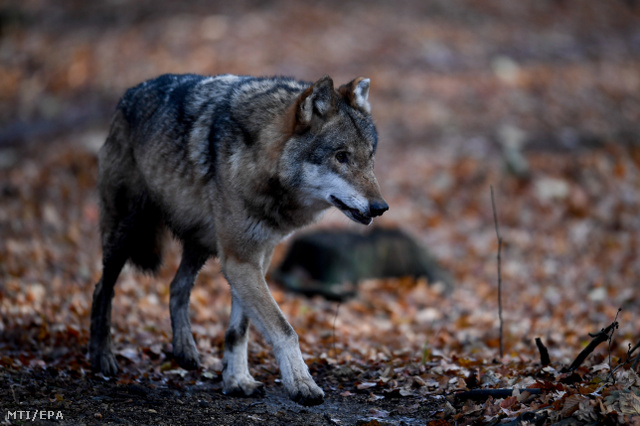 A Gödöllőn kóborló állat a szakértők szerint farkas, és nagy valószínűséggel fogságból szabadult