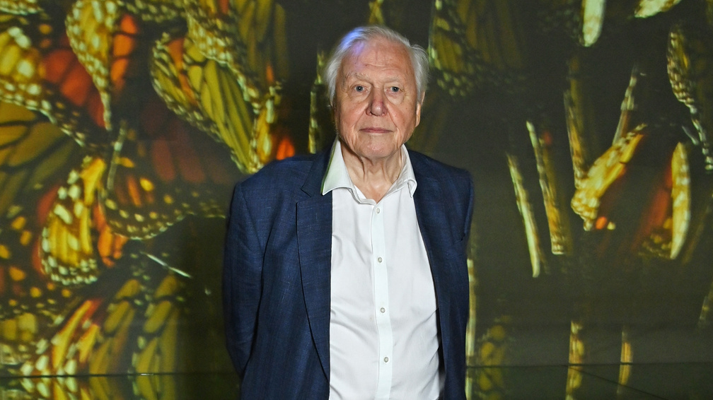 Ez a hosszú élet titka a 99 éves David Attenborough szerint
