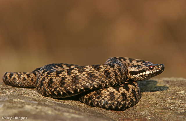 A vipera csak akkor marja meg az embert, ha komoly veszélyben érzi magát