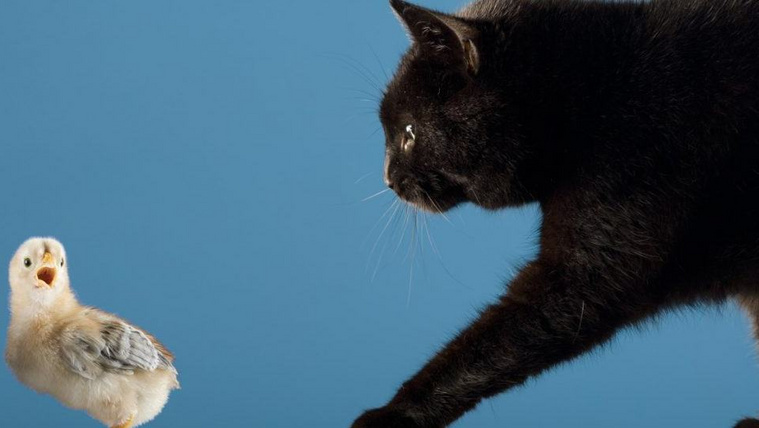 Tibbles: a macska, aki miatt kihalt egy addig ismeretlen madárfaj