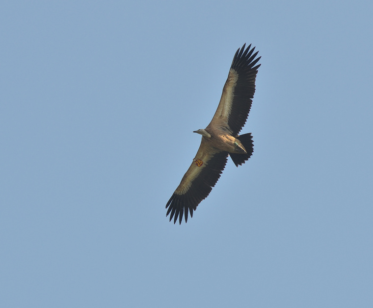 Jól látható a madár egyedi jelölése, ezt a példányt 2015 június 7-én gyűrűzték az Uvac szurdokban