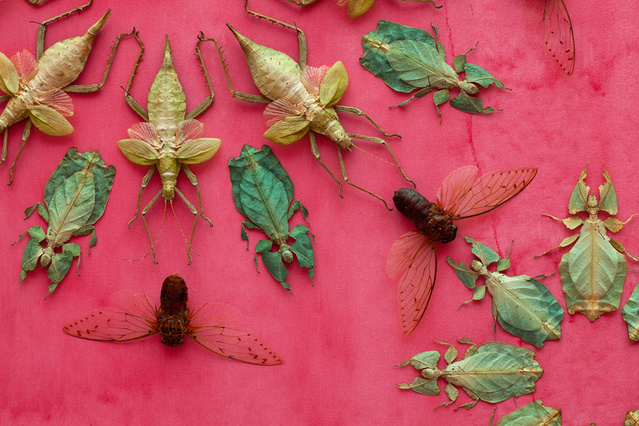 Ezek nem 3D nyomtatott bogarak. Nemrég még Ázsiában repkedtek.