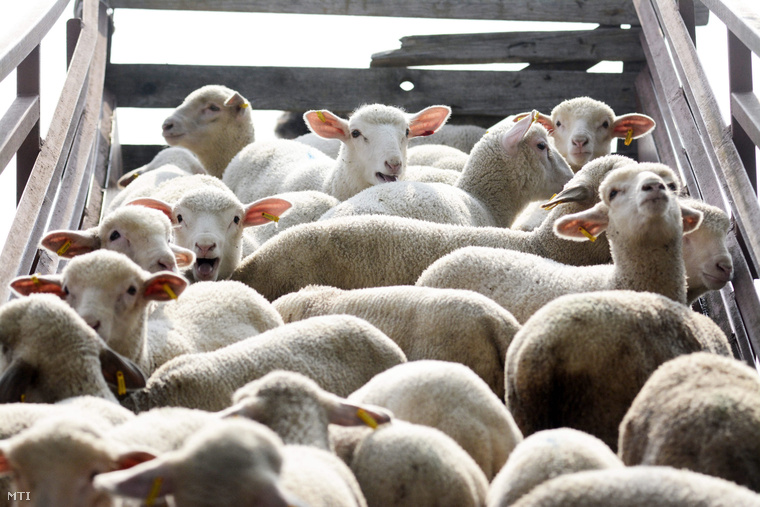 Kisbárányok a törteli felvásárló telepen 2014. április 14-én. Húsvétkor van a legnagyobb kereslet a bárányokra ezért még az ünnep hetében is szállítanak Olaszországba a környékbeli (Abony Cegléd Tószeg Jászkarajenő Törtel és Nagykőrös) gazdáktól.