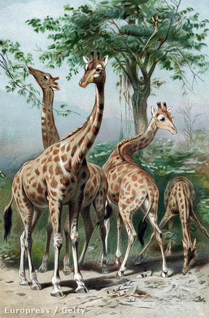 Nyakukat nyujtogató zsiráfok Lamarck egyik illusztrációján