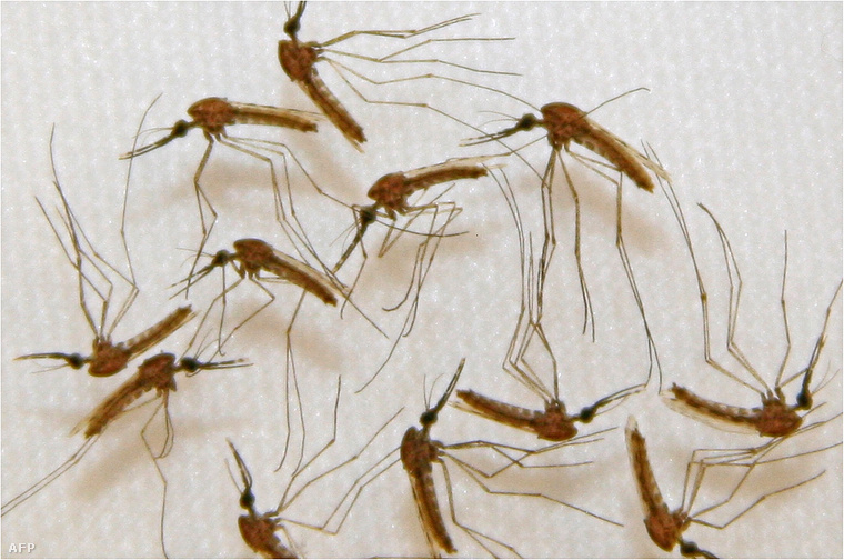 Maláriát terjesztő szúnyogok.