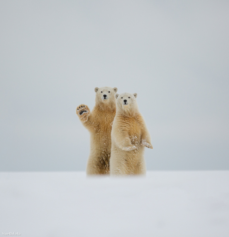 tk3s sn waving polar bear 10