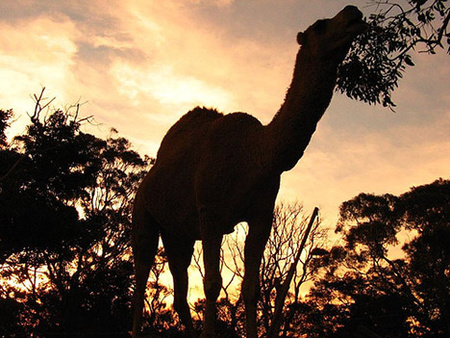 20081209-camel-australia