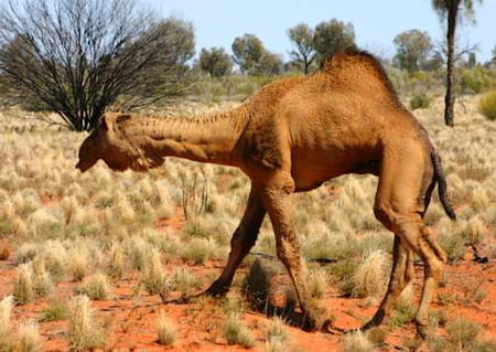 australian-desert-animals-5