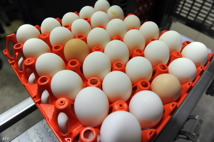 ahol a tojásférgek tojnak