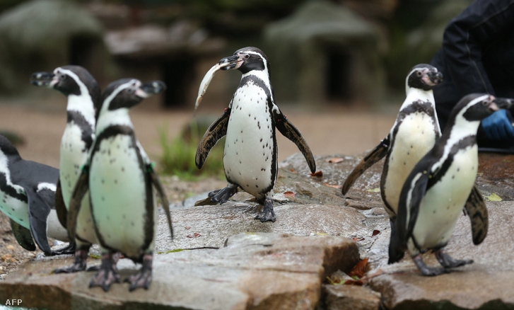 Humboldt-pingvinek a dortmundi állatkertben