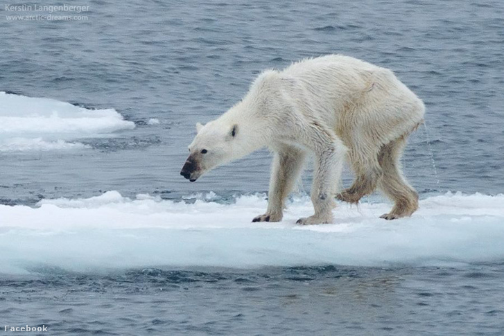 A csont és bőr jegesmedve a globális felmelegedés új címerállata