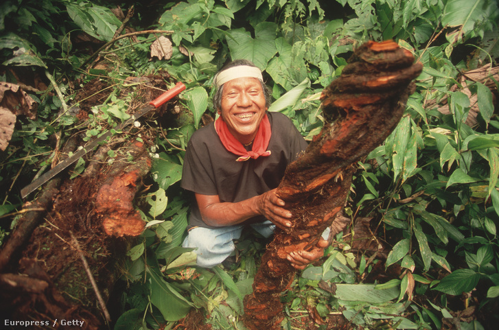 Ayahuascát készít elő egy amazonasi őslakos