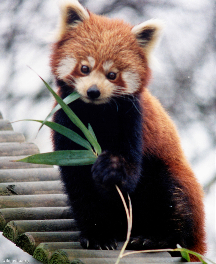 Ailurus fulgens RoterPanda LesserPanda