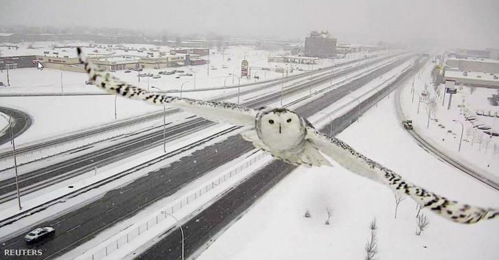 2016-01-07T213903Z 945296243 GF20000087134 RTRMADP 3 CANADA-ANIM