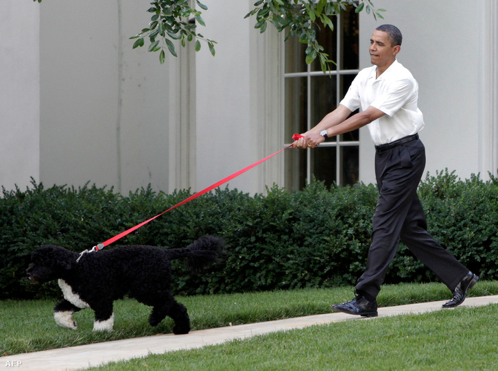 Barack Obama és a család egyik kutyája a Fehér Ház kertjében