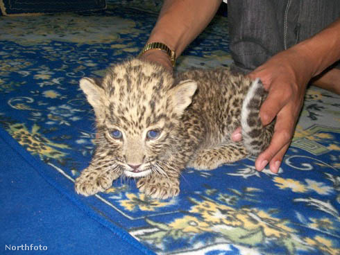 tk3s bm leopard cubs 02404142