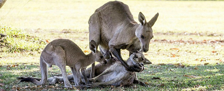 Brehm: Az állatok világa / 3. alcsalád: Kenguru-formák (Macropodinae), A kengurunak van pénisze