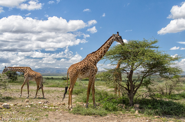 Ngorongoro Nemzeti Park