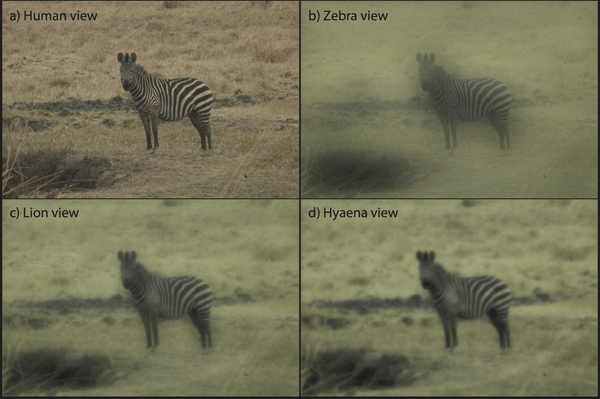 Valahogy így látják a zebrákat a különféle ragadozók és az ember.