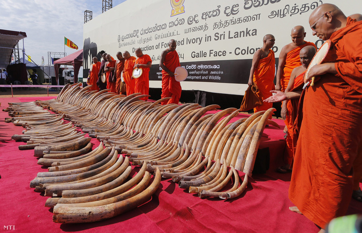 Srí Lanka-i buddhista szerzetesek az orvvadászat ellen és az elpusztított elefántok lelkéért tartott közös imádságra készülnek megsemmisítésre váró afrikai elefántagyarak mellett a Srí Lanka-i Colombo egyik parkjában 2016. január 26-án. A 359 agyarból álló mintegy másfél tonnás Afrikából érkezett hajórakományt amelynek becsült eszmei értéke 25 millió dollár (722 millió forint) 2012-ben foglalta le a helyi vámhatóság a nagyváros kikötőjében.