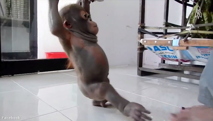 Orangutánbébi (International Animal Rescue)
