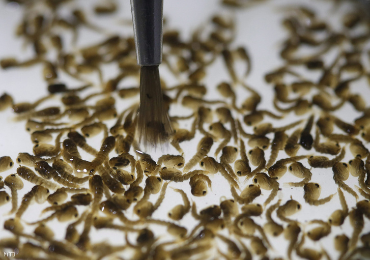 A zikavírust terjesztő egyiptomi csípőszúnyogok( Aedes aegypti) génmódosított lárvatenyészete egy a rovarvektorok és mezőgazdasági rovarkártevők kutatására és irtására szakosodott brit cég, az Oxitec egyik laboratóriumában a brazíliai Campinasban február 1-jén.