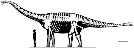 remesetal2009-spinophorosaurus-fig5-reconstruction