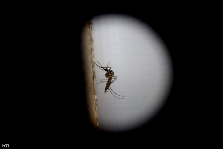 A zikavírust terjesztő egyiptomi csípőszúnyog (Aedes aegypti)