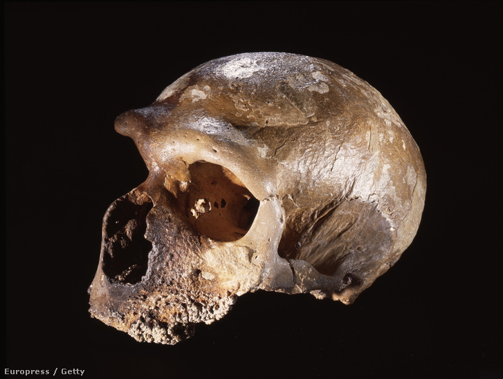 Egy neandervölgyi koponyája