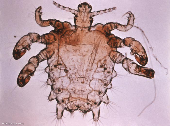 Pthius pubis - crab louse