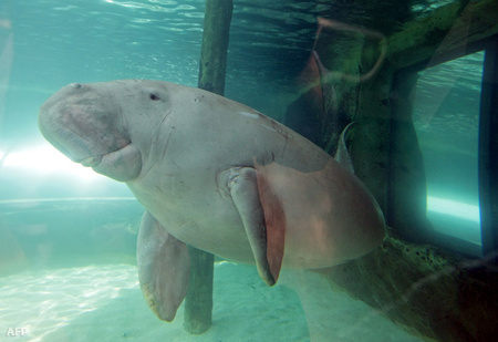 Így néz ki a dugong, nem csoda, ha imádják