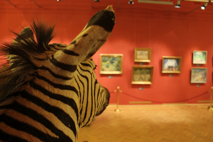 Zebra