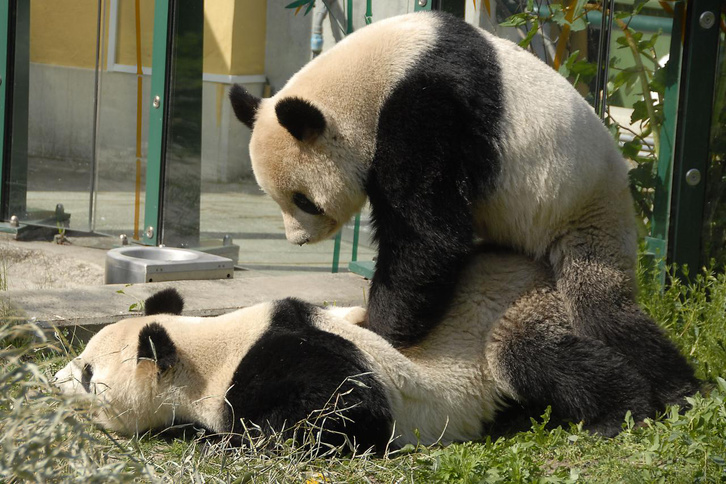 Paarung-Grossen-Pandas high