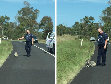 Koala okozott közlekedési dugót Brisbane-ben
