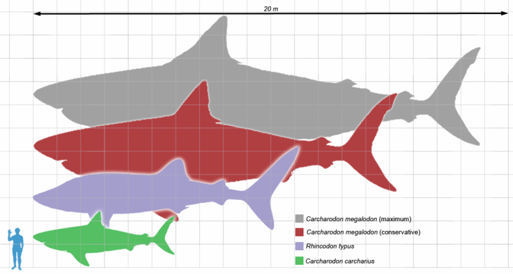 Megalodon scale1.png