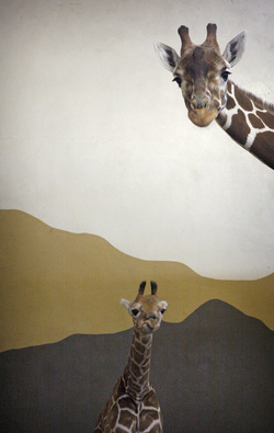 Képük csak illusztráció. Ezeknek a zsiráfoknak van otthonuk.