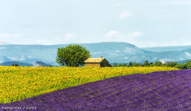 Levendulamező, Provence, Franciaország