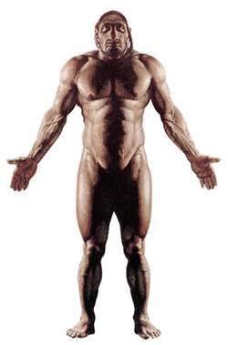 A neandervölgyi testfelépítése