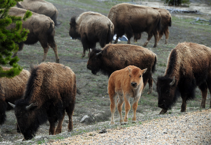 Bölények a Yellowstone Nemzeti Parkban