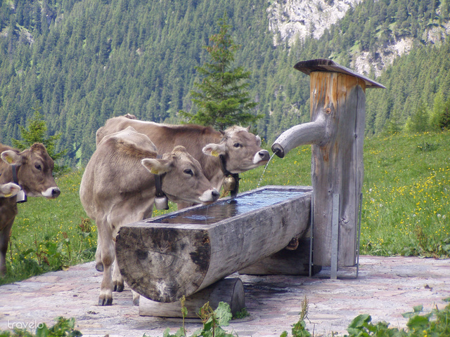 Liechtensteinben kirándulva gyakran futhatunk össze tehenekkel