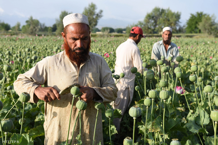 Afgán gazdák máktejet nyers ópiumot nyernek mákgubók bemetszésével az afganisztáni Nangarharban 2016. április 19-én.