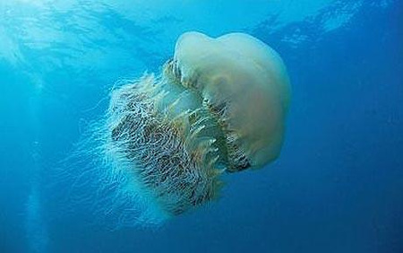 Nomura s-jellyfish 1514656c