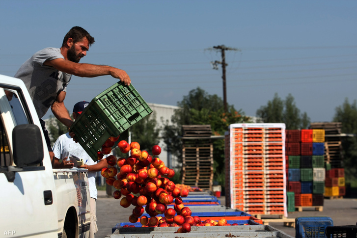 Egy görög gyümölcstermelő dobja ki barackjait, miután az oroszok ellen bevezetett EU szankciók miatt nem tudja azokat exportálni.