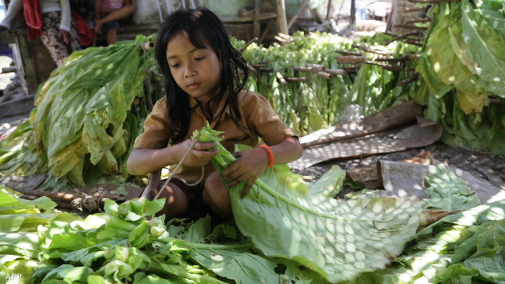 Kislány egy kelet-lomboki ültetvényen