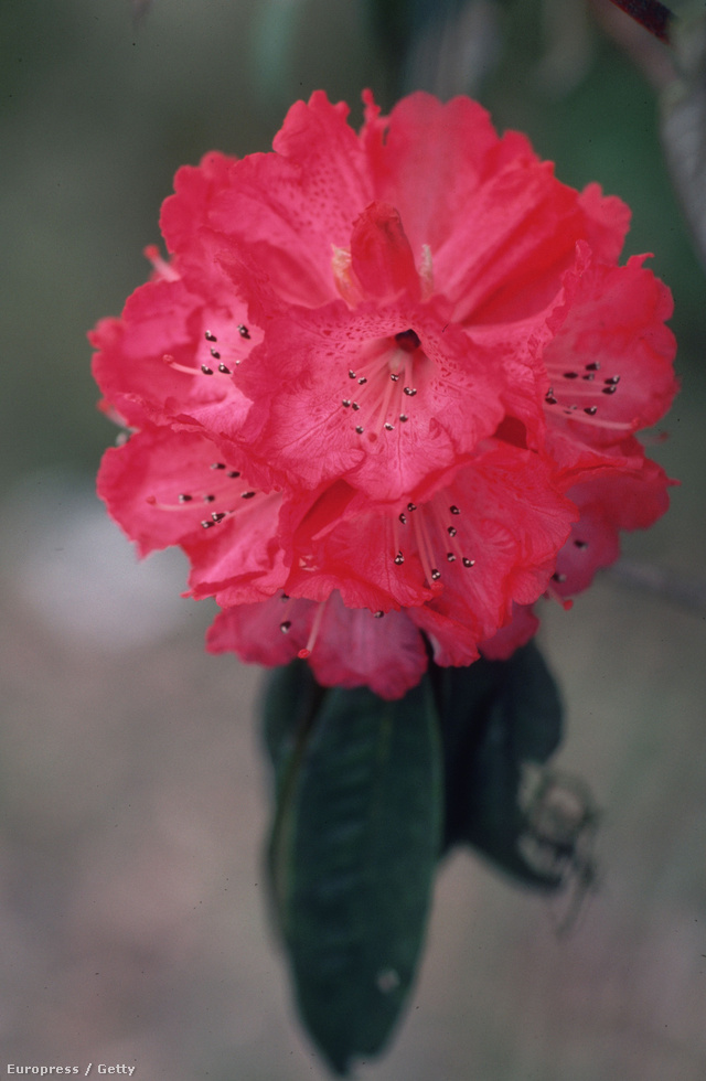 A rododendron gyönyörű virága