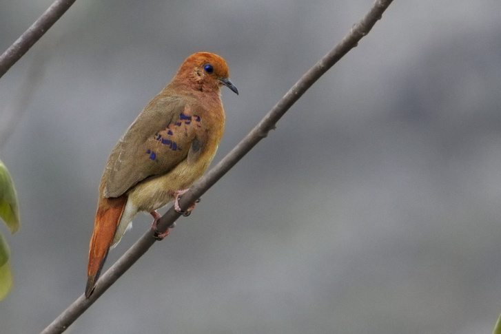 Clumbina-cyanopis Rafael-Bessa-1024x683