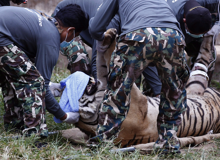 Elaltatott tigrist fektetnek hordágyra a Thaiföldi Nemzeti Park dolgozói a Kancsanaburi melletti erdõségben Szai Jok körzetében lévõ buddhista Tigristemplomban 2016. május 30-án. A thaiföldi vadvédelmi hatóság bezáratja a tigrisparkot az ott élõ 137 nagymacskát pedig egy tenyésztési központba költöztetik.